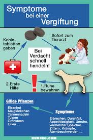 Vergiftung Beim Hund Arten Tipps Symptome Hunde Gesunde Hunde Hunde Ernahrung
