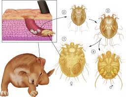 Image result for Sarcoptes scabiei life cycle