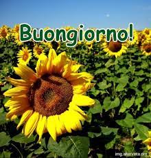 Buongiorno Girasoli Immagini Img Girasoli Buongiorno Buongiorno Fiori