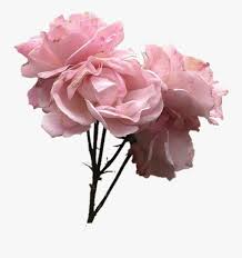 Nicepng is a large collection of hd transparent png & cliparts images for free download. Transparent Aesthetic Png Flowers Novocom Top