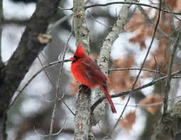 Grey Birds That Look Like Cardinals The Male Cardinal Stands Out In The Sea Of Grey That Is Our Backyard Nationalwildlifefederation Backyardhabi National Wildlife Federation Backyard Habitats