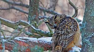 An Eagle Owl In Helsinki For Finland S Independence Day Bing Gallery