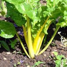 Cultiver Des Blettes Bettes A Carde Ou Poirees Au Potager Bio Potager Bio Potager Cultiver