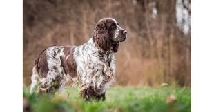 Image result for anglický špringršpaněl