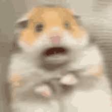 Hamster Meme Gifs Tenor