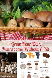 You can either build one from scratch or order one affordably from amazon. Would You Like To Grow Your Own Mushrooms Without A Kit Grow Your Own Mushrooms Growing Mushrooms At Home Stuffed Mushrooms