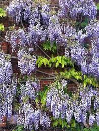 Dripping Garden Wall Flowers Wisteria