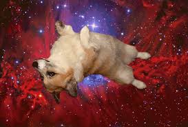All i ask for is a blue infographic gif layered onto sunglasses. 10 Amazing Gifs Of Dogs In Space 3 Million Dogs