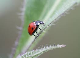 Spritzing the citronella or citrus oil solution recommended by terminix (above) may help to keep lady bugs at bay. Attracting Ladybugs Encouraging Ladybugs In The Garden