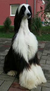 American Black And White Hound Dog Pin De Lena Caisley En Animals Of The World Perros Perros Gigantes Perros Enormes