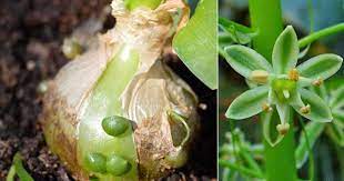 Jun 08, 2021 · health benefits of eating onions during pregnancy 1. Pregnant Onion Plant Care Growing The Unique Ornithogalum Caudatum