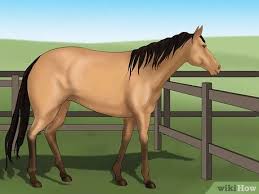 Some of the more popular ones include bay, chestnut, black and grey. How To Distinguish Horse Color By Name 9 Steps With Pictures