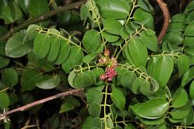 Image result for Connaraceae