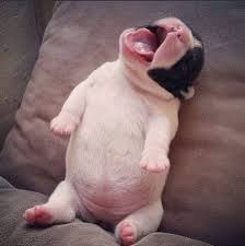 A bichon frise crossed with a border terrier called coco (as in coco pops). Pictures Of Really Fat Dogs Blog Lif Co Id