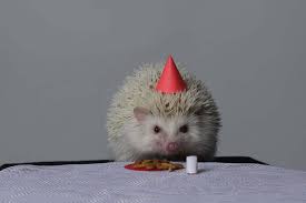 Give a healthy hedgehog a home. Where To Buy A Hedgehog Your Full List Of Options