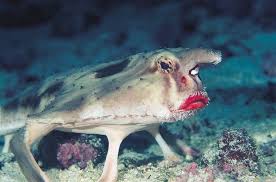 Red Lipped Batfish Sumasshedshie Zhivotnye Okeanicheskie Sushestva Strannye Zhivotnye