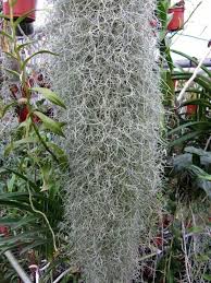 We did not find results for: Low Maintenance Outdoor Plants That Are Good For Beginners