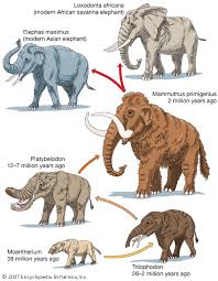 elephant evolution prehistoric wildlife extinct animals