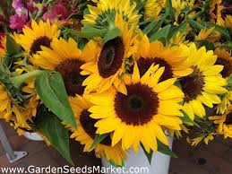 Harga bibit bunga matahari terkini. Bunga Matahari Hias Amor Varietas Sedang Tinggi Helianthus Annuus Biji Garden Seeds Market Bebas Biaya Kirim