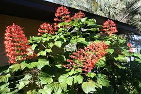 Turn your backyard into a beautiful oasis with one of these pergola ideas. Pagoda Plant Clerodendrum Paniculatum Loved By Butterflies And Hummingbirds But Very Invasive In My Yard Plants Strange Flowers Garden Plants