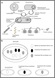 The transgenic mice have been genetically modified so that they carry a green fluorescent. Introduction To Genetic Engineering Book Chapter Iopscience