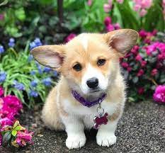 My Cutest Dog Https Ift Tt 2zqrrl1 Corgi Funny Corgi Dog Cute Corgi Puppy