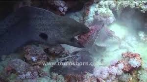 Mercy fish (born morey) in myheritage family trees (mahar web site). Rare Moray Eel Vs Stone Fish Youtube