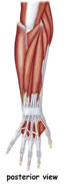 These pictures of this page are about:skeletal muscle diagram unlabelled. Barbeau Human Anatomy Lecture 205 Supplements Muscular System