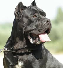 Cani Cane Corso Italiano Gruppo2 Cani Di Tipo Pinscher E Schnauzer Molossoidi E Cani Bovari Svizzeri Sezione2 Molossoid Cane Corso Dog Corso Dog Cane Corso