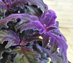 Peachy pink flowers fire spinner: Purple Passion Plant Gynura Aurantiaca Growing Purple Velvet Plants