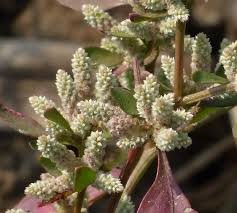 Image result for Nothosaerva