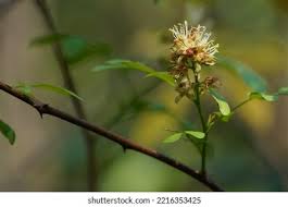 Image result for Harrisonia