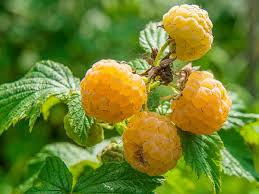 Proper care is crucial for getting fruit trees to produce fruit indoors so be sure to do your research. 14 Dwarf Fruit Trees To Create A Mini Orchard On Your Patio