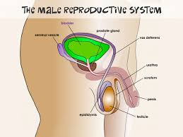 Human anatomy internal organs on man body. Male Reproductive System For Teens Nemours Kidshealth