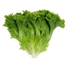We did not find results for: All Type Of Lettuce Could Be Supply All Year Round King Fresh Planting Co Ltd Ecplaza Net