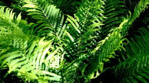 Once you know how to grow ostrich ferns and have a good bed established, you might want to try harvesting fiddleheads for a springtime dinner treat. A Feast Of Fiddlehead Ferns