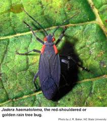 But what exactly are these little guys? Red Shouldered Bug Or Golden Rain Tree Bug Nc State Extension Publications