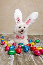 Happy Easter 9 Dogs Having Their Own Easter Egg Hunts Videos Dogtime Easter Dog Easter Dog Pictures Dog Easter Eggs