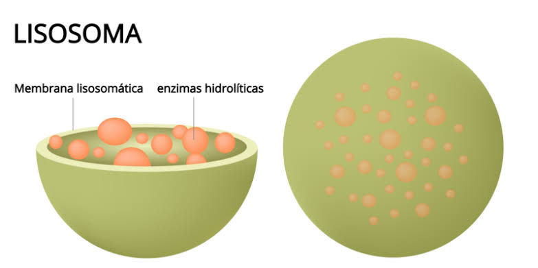 Lisosomas