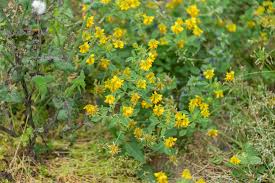 Image result for Trigonella