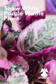 Many species grow health without fertilizers. Pin On Upgrade Your Living Decor Inspiring Trends By Sk Usa
