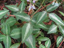 Image result for Desmodium intortum