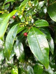 Image result for Rhamnus prinoides