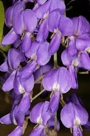 Image result for Bolusanthus speciosus