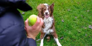 Secrets to dog training success: Dog Training Rewards A Guide Beyond Treats Paws And Reward