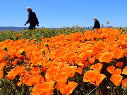 Check spelling or type a new query. Photos Of California Poppies Bursting Into Bloom After Drought