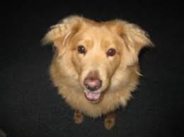 Our litter of golden retriever puppies week three. Austin Pets Alive Gracie