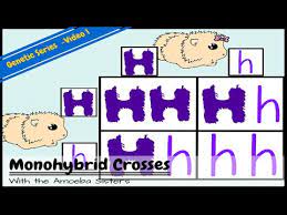 All of the offspring of the first cross have the same genotype, tt (heterozygous), so the possible combinations of offspring bred from these are Monohybrids And The Punnett Square Guinea Pigs Youtube