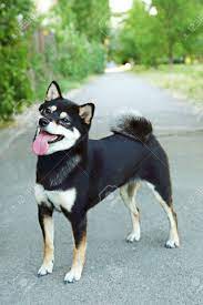 Please allow notification to receive alerts. Schoner Schwarzer Shiba Inu Hund Lizenzfreie Fotos Bilder Und Stock Fotografie Image 82831777