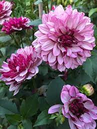 Creme De Cassis Dahlia Cdc On Tuber Dahlia Flower Dahlia Pretty Flowers